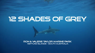 Trailer von "12 Shades of Grey"