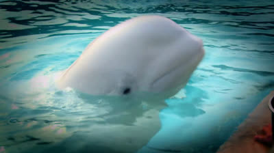 Desvendando os Oceanos com Jeremy Wade T1:E3 - Maldição do Kraken