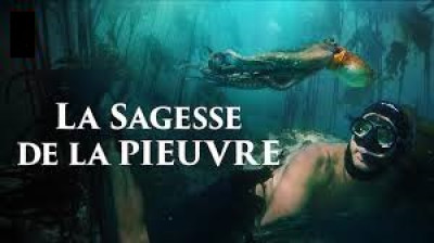 La sagesse de la Pieuvre