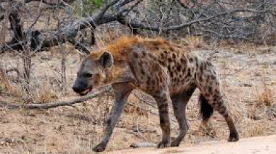 Les hyènes - Au-delà des préjugés