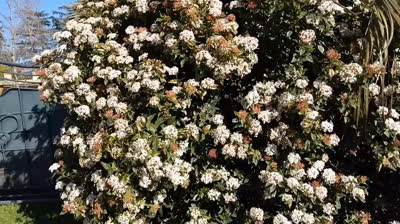 DE RUINAS A ESTRELLAS (CANCION)