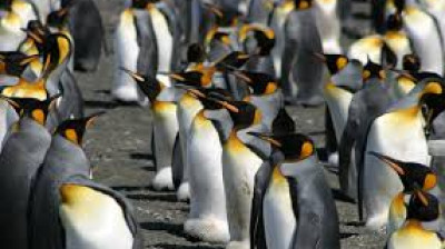 Les Manchots, une vie à risques